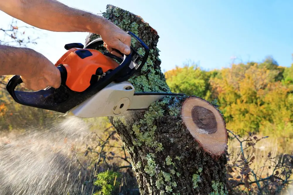 Abattage d'arbre par démontage à Segré-en-Anjou Bleu