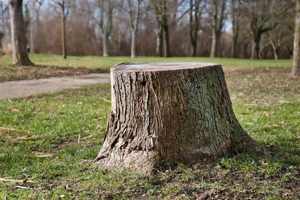 Abattage d'arbre au pied à Segré-en-Anjou Bleu